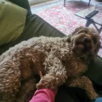 Happy dog lying on sofa during daily visit whilst pet sitter strokes it